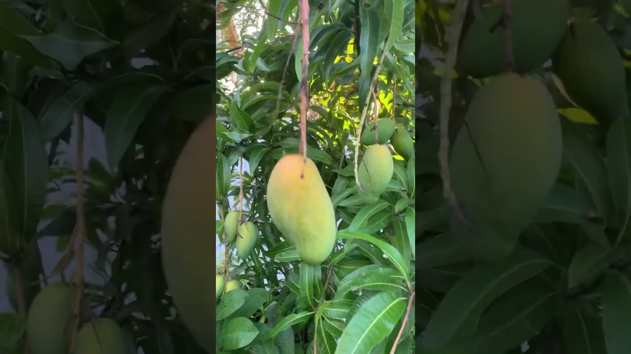 Valcarrie the best Mango in Florida almost ready