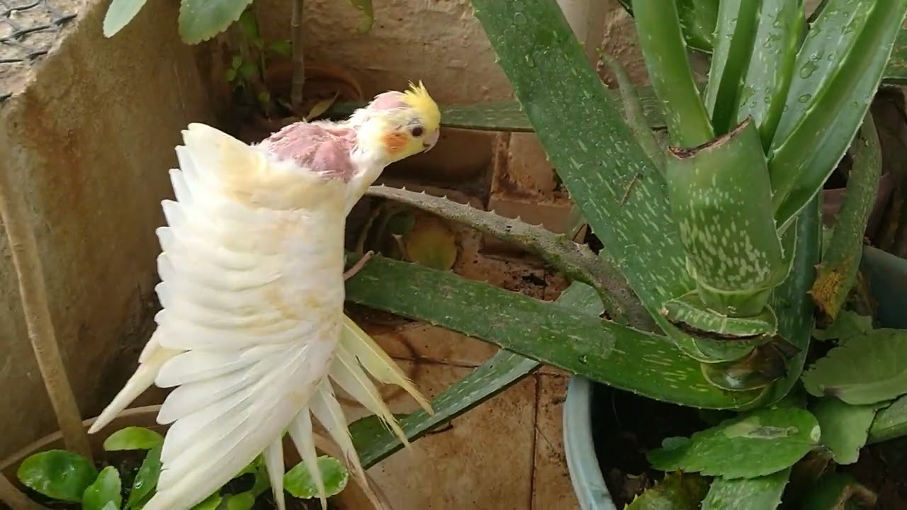 Pogo