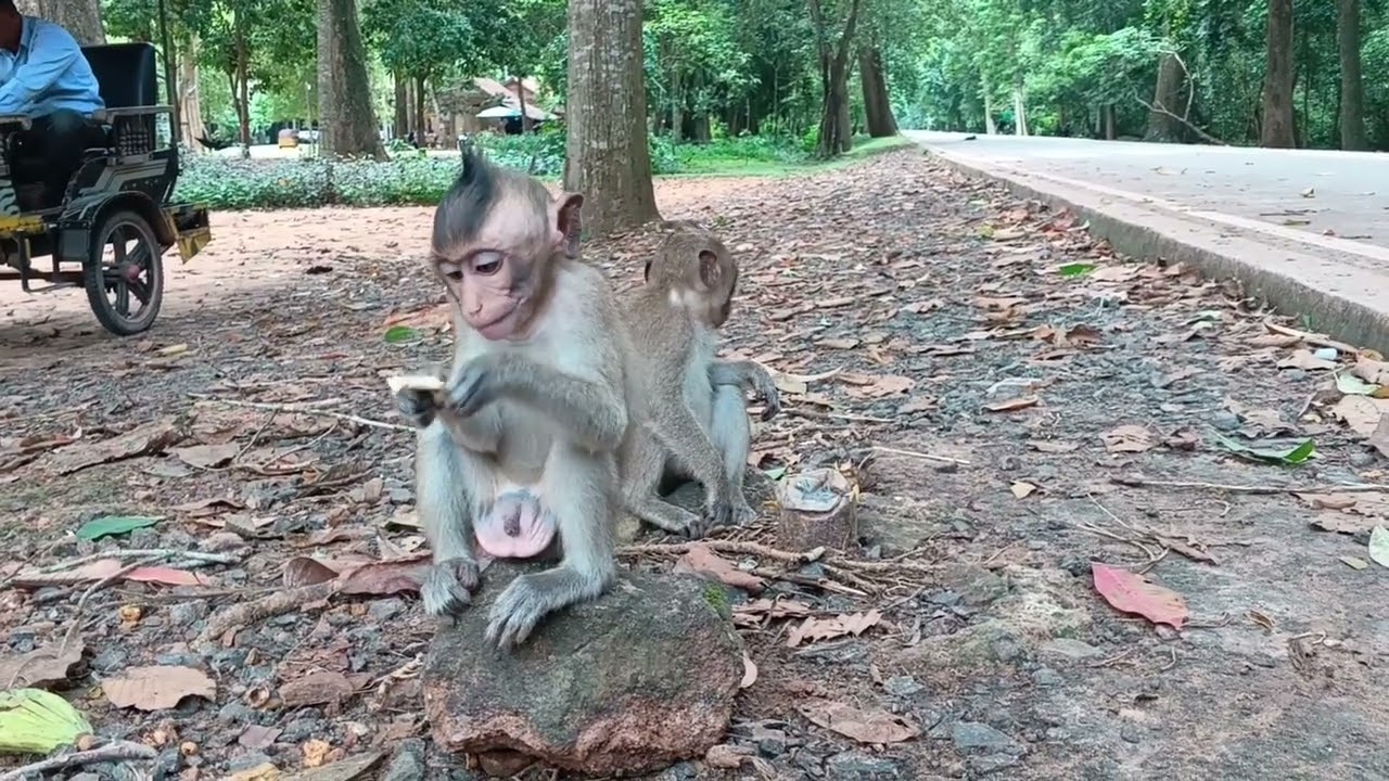 Monkey s 🐒🐵🐵🐒 are running around looking for foods 🥝🥝