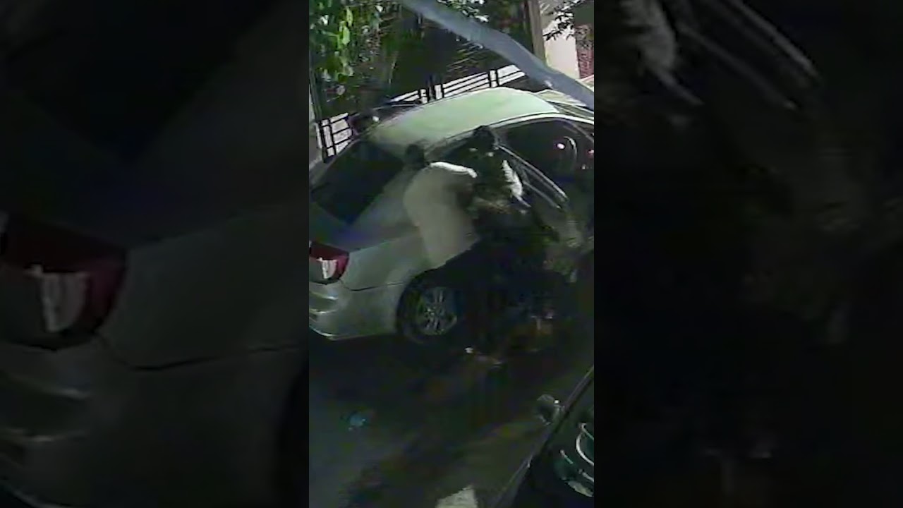 Unbelievable Footage Shows Thieves Forcing Cow Into Car #shorts