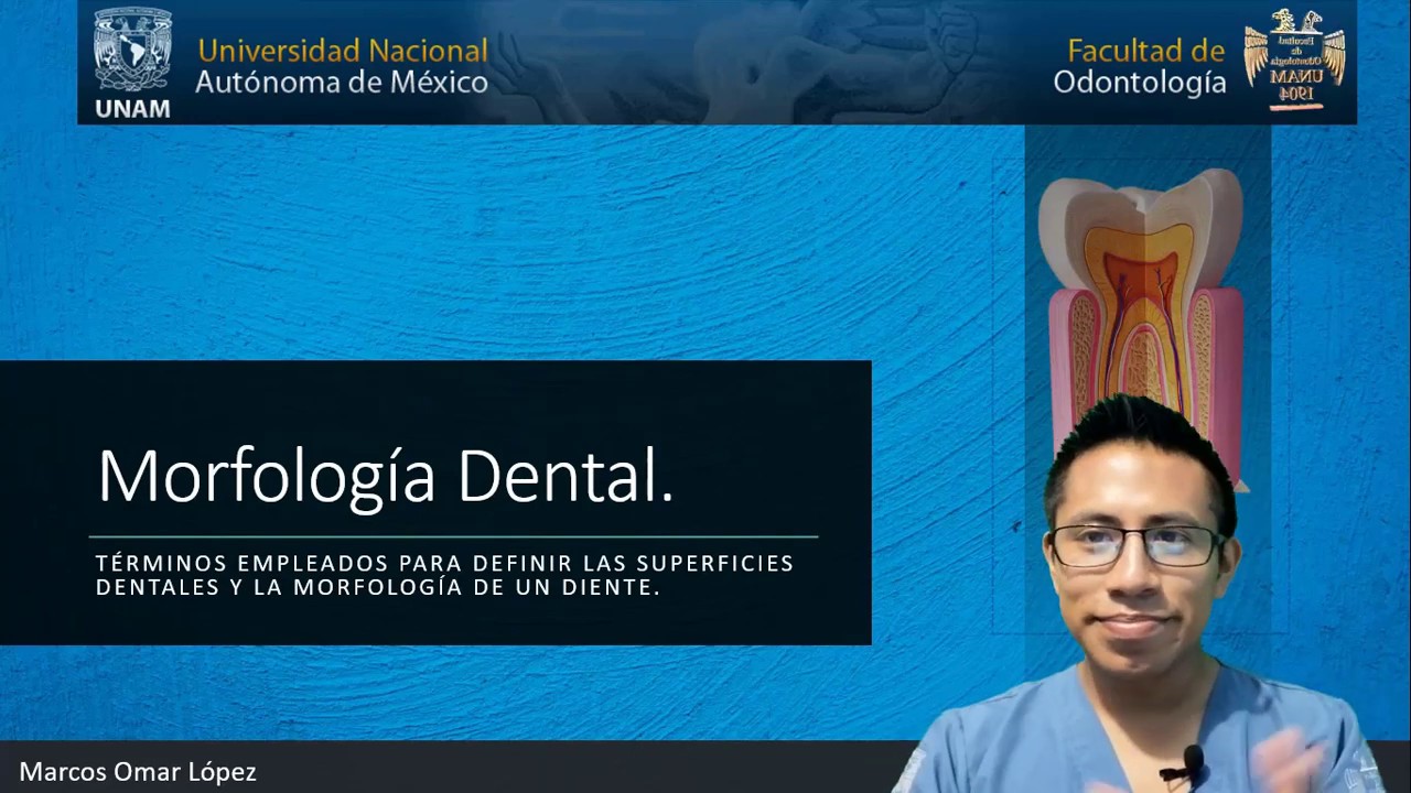 Anatomía dental - Morfología dental.