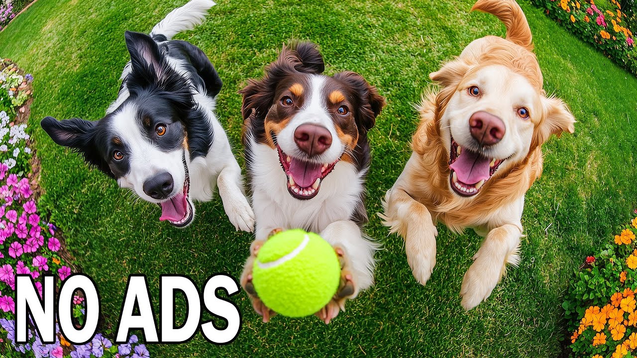 24 часа “Dog TV” для просмотра собаками🐕Исцеляющая музыка для собак и спокойный ум + сон🎵Без рекламы