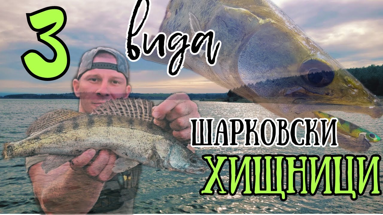 МАЛКО ШАРКОВО ни ПОСРЕЩНА ПОДОБАВАЩО!!