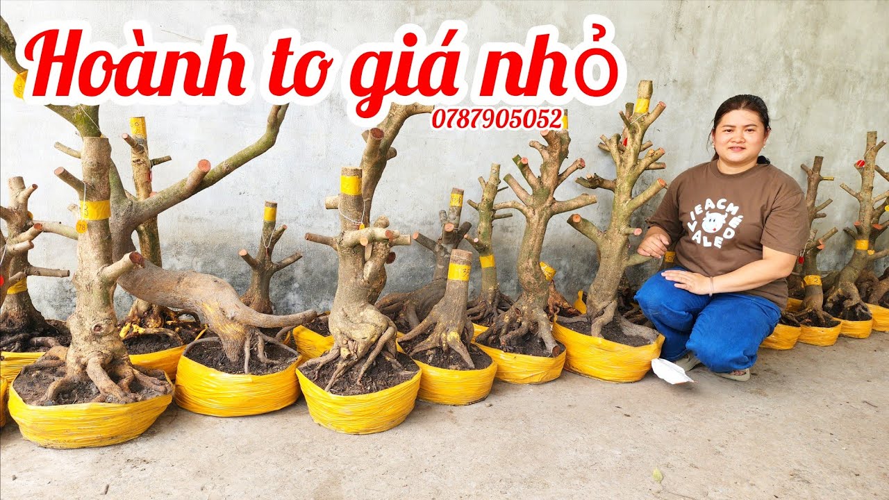 8/3 Chị Diễm 0787905052 phôi mai giảo đẹp hoành to giá nhỏ|MaivàngThanhTâm