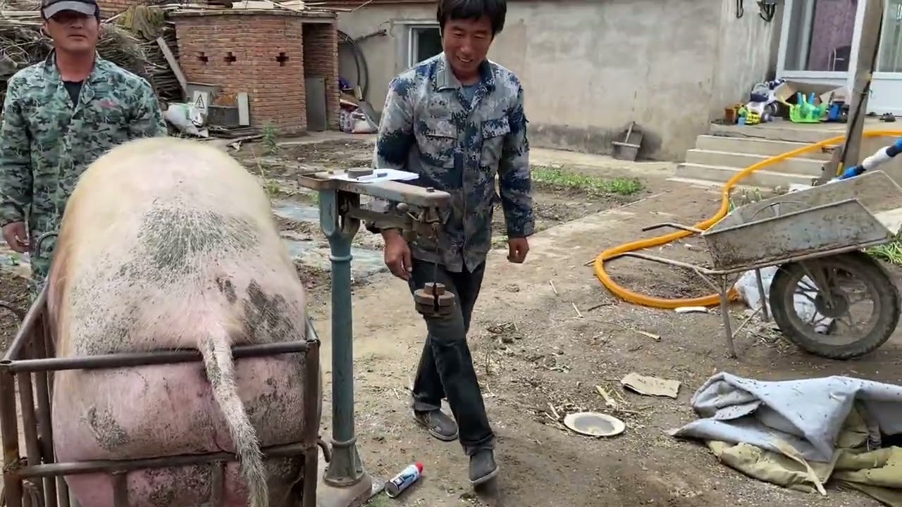 这位大哥养的猪就是好。 #养猪人加油干