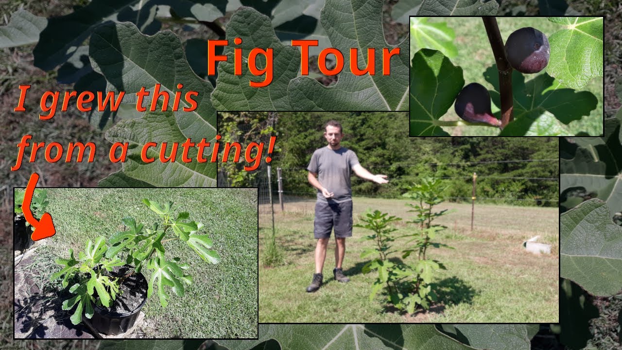 My 4th Year Growing Figs In Ohio Zone 6b (Fig Tour), Plus I Started My First Fig Cutting!