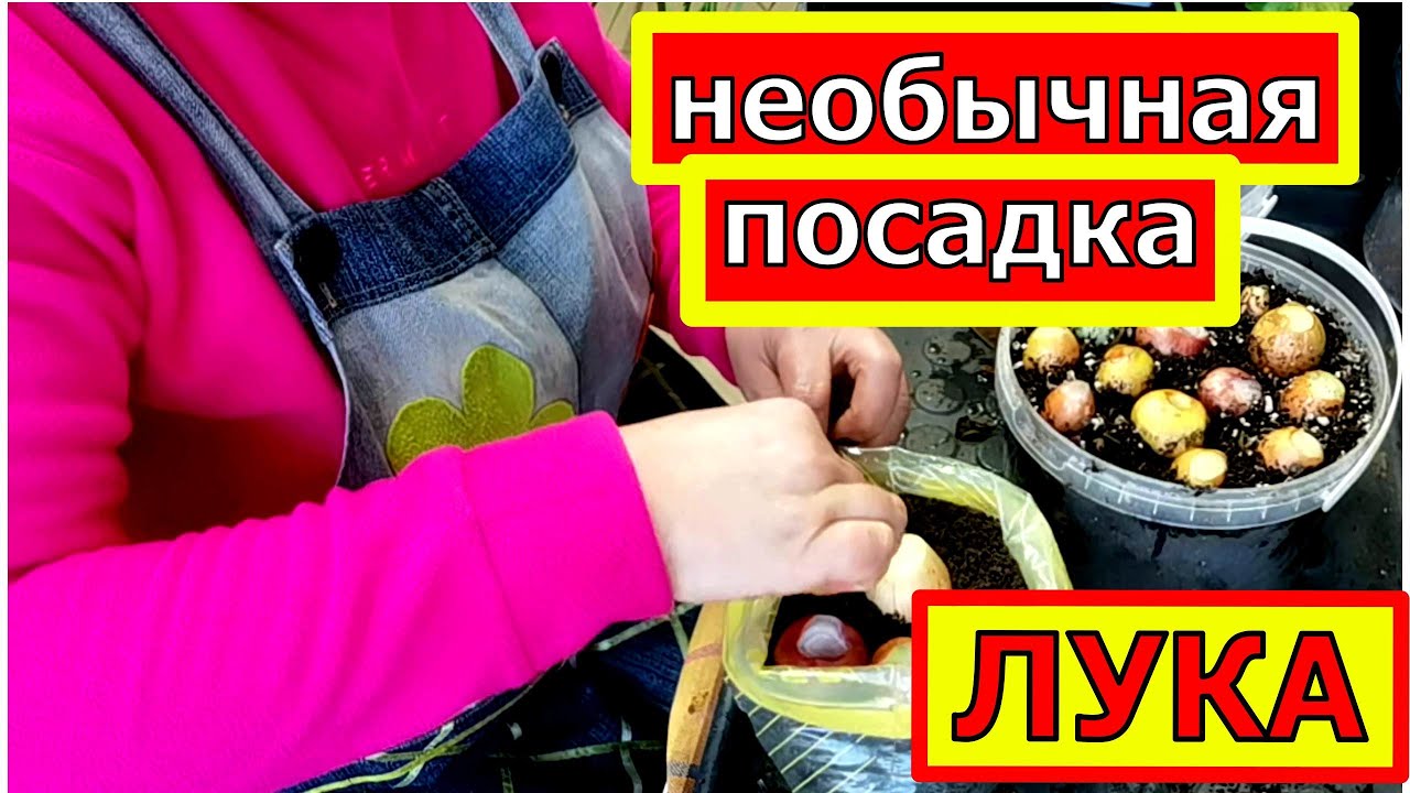 Как посадить ЛУК на зелень? В 2 раза больше урожая, необычный способ