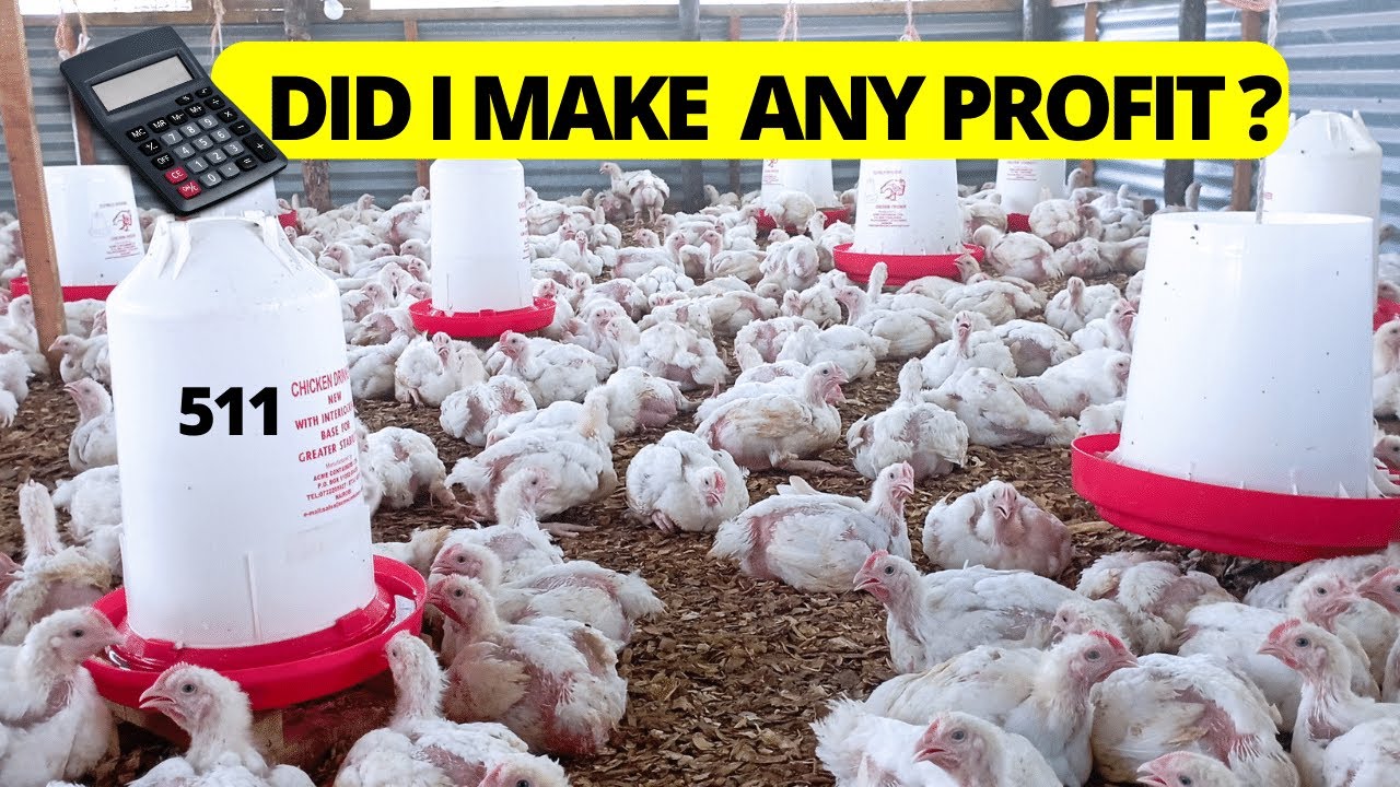 Is Broiler Farming Profitable? Cost and Benefit Analysis for Farming 511 Broiler Chickens!