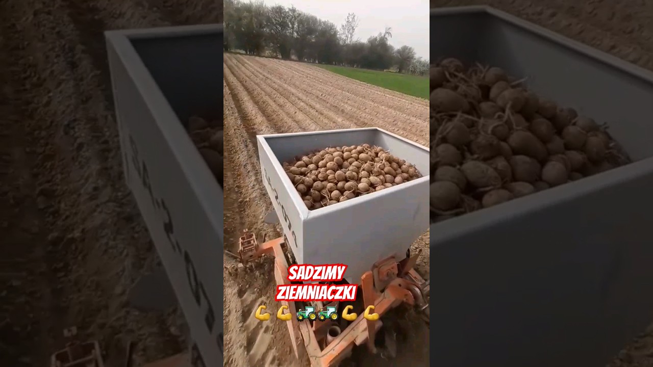 Sądzimy ziemniaczki #music #reggae #song #agro #dc #rolnik #polska #shorts #motivation