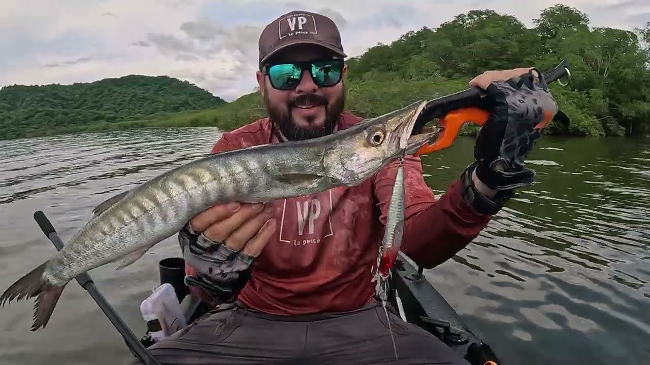 Barracudas desde Kayak en Estero de Cuajiniquil, La Cruz