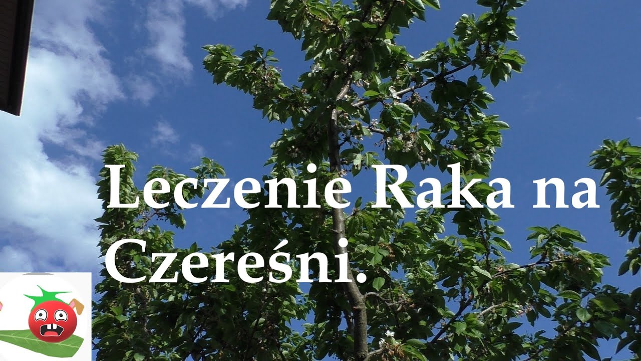 Drugie podejście do leczenia Raka na Czereśni