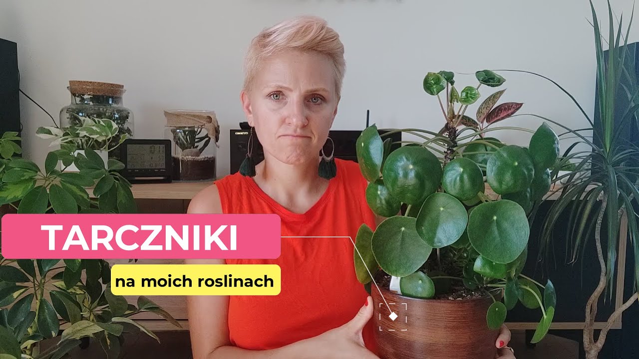 Tarczniki na moich roślinach | Szkodniki na pieniążku || PIPILOTKA