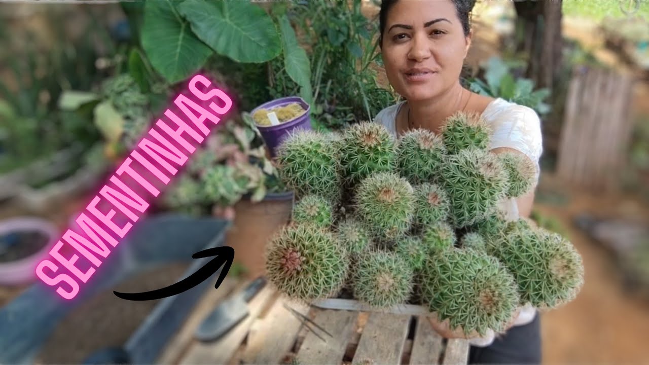 Cactos por sementes 😊
