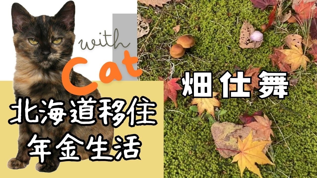 【北海道移住：年金生活】畑仕舞　猛暑と虫の大発生でボロボロのプランター菜園を仕舞いました