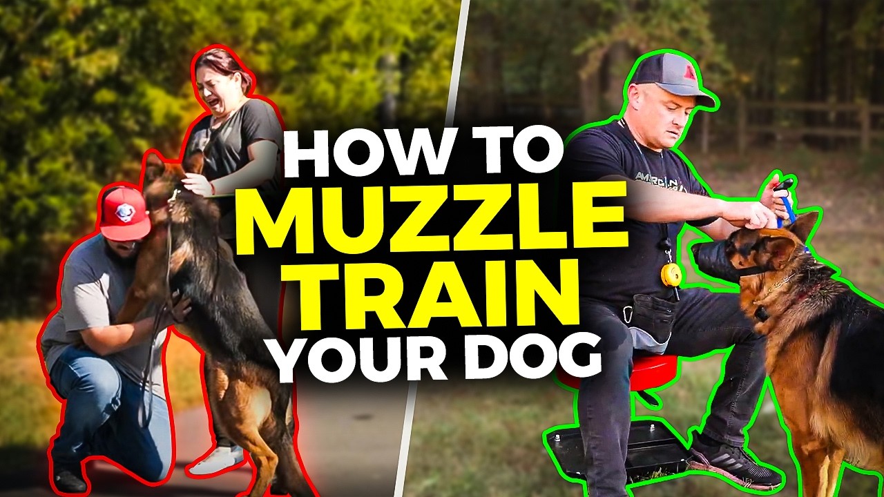 Muzzle Training Made EASY for ANY Dog - Don't Make this Mistake!