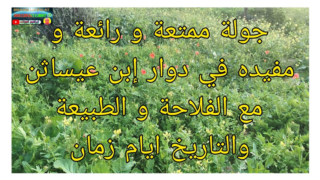 جولة ممتعة و رائعة ومفيدة في دوار إبن عيساثن مع الفلاحة و الطبيعة الخلابة وتوضيحات المشاهدين الجالية