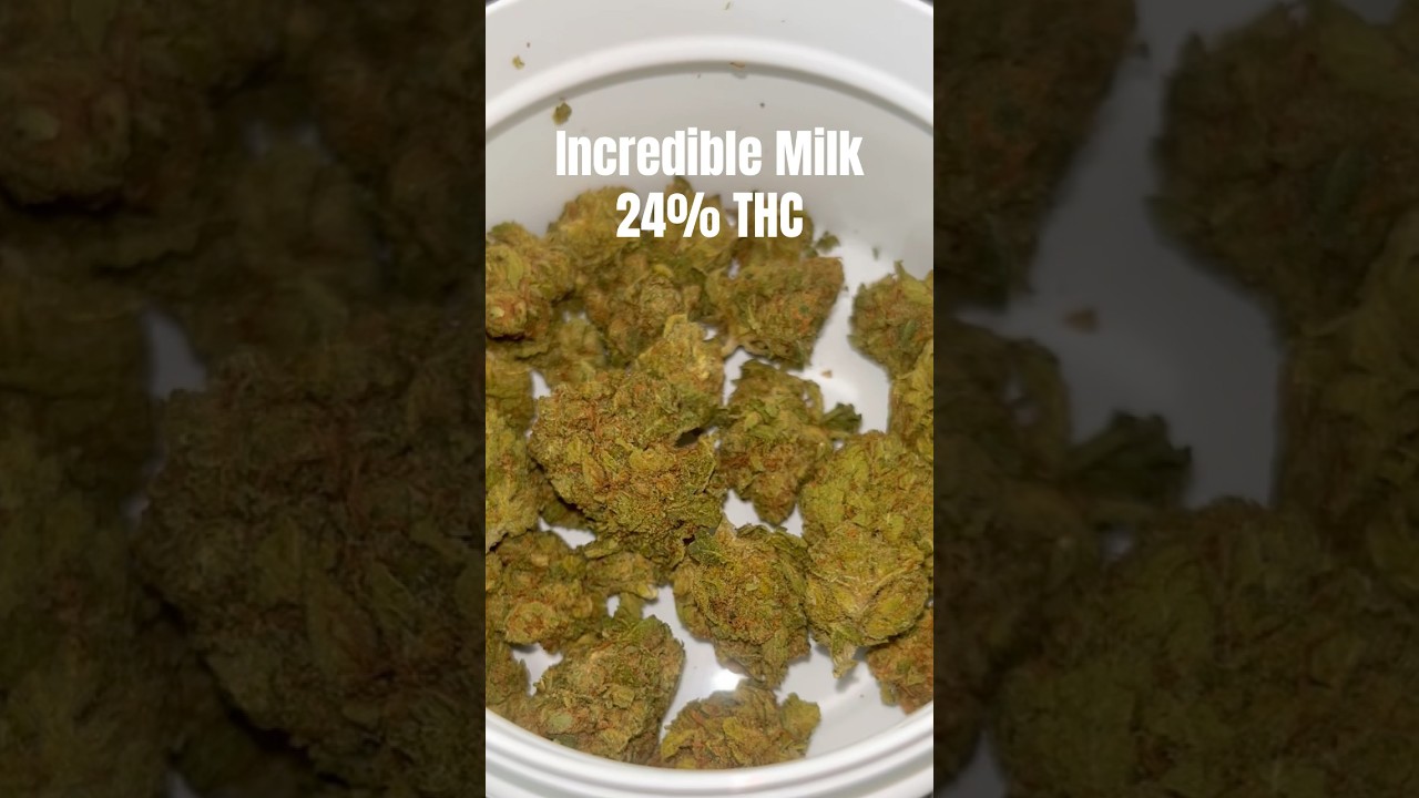 Cannamedical Incredible Milk Hybrid Forte 24%THC #420 #medizin#medizinischescannabis#canna #brokkoli