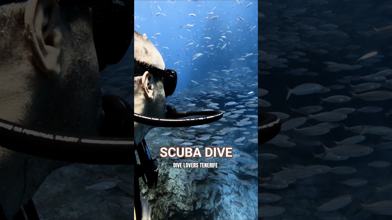 Scuba dive in Tenerife. The best dive site 👌😍 Do you like it? 😀  #tenerife #teneryfa #divng #scuba