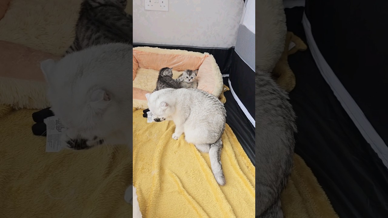 Мама свободна 😁👍 #котята #мамакошка #кошки