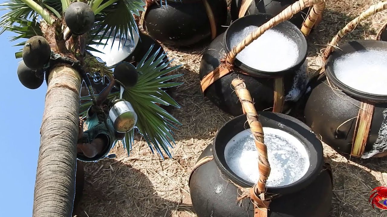 Juice of toddy palm | Palmyra palm juice natural alcohol | Cookingfood