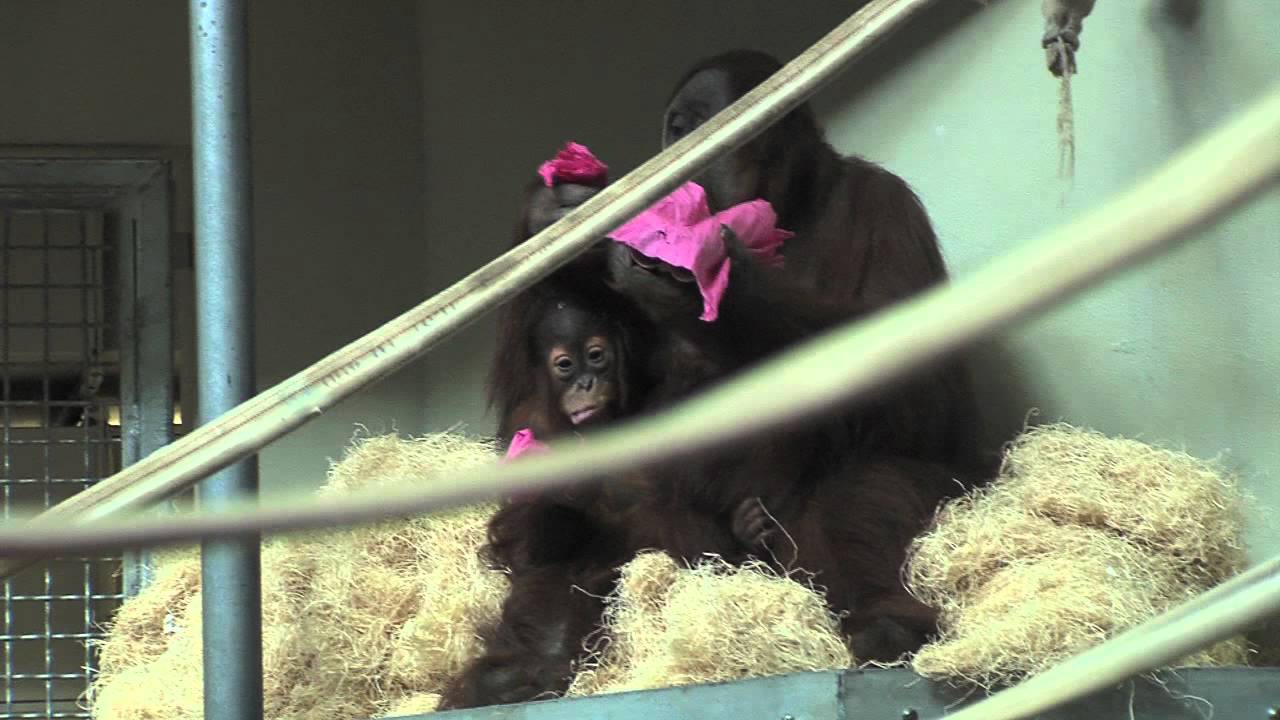 Orangutans Enjoy Enrichment at the Philadelphia Zoo