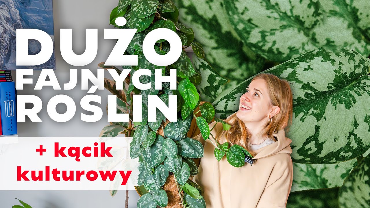 Rośliny w domu - przesadzanie i mikro plant tour | epipremna są najłatwiejsze 🧡
