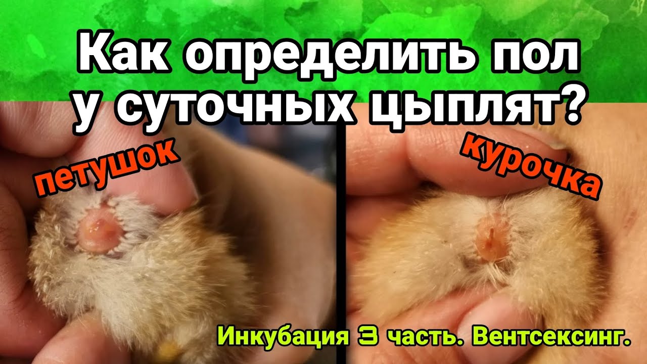 Японский метод определения пола у цыплят, вентсексинг (по клоаке). Секреты инкубации, 3 часть