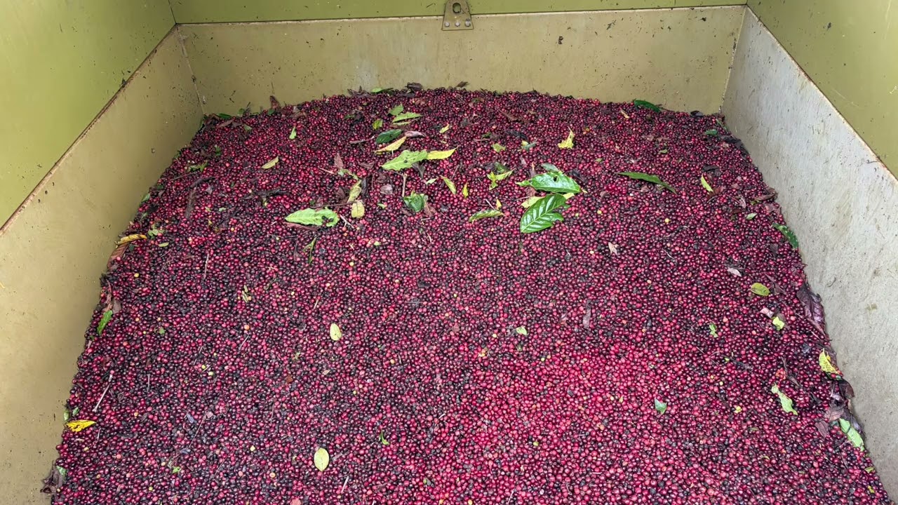 Coffee farm in India 
