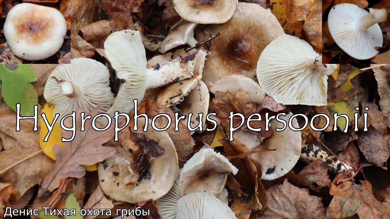 Съедобный позднеосенний гриб - Гигрофор Персона | Hygrophorus persoonii