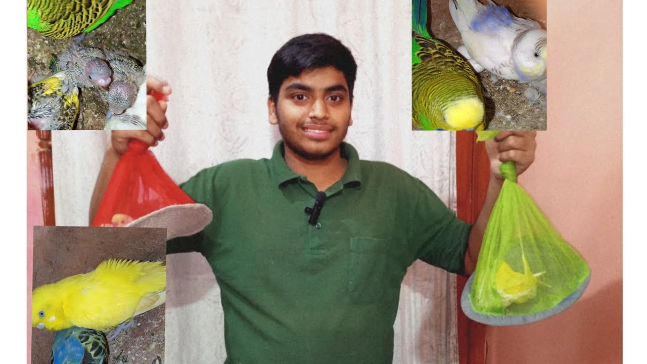 TU guys aj ham lekar ay apni CALONY ka liya new budgies parrot 🦜🐦