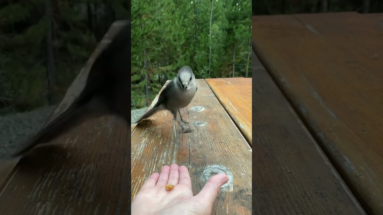 Canada Jay ❤️🇨🇦❤️ (camp robber) 😄
