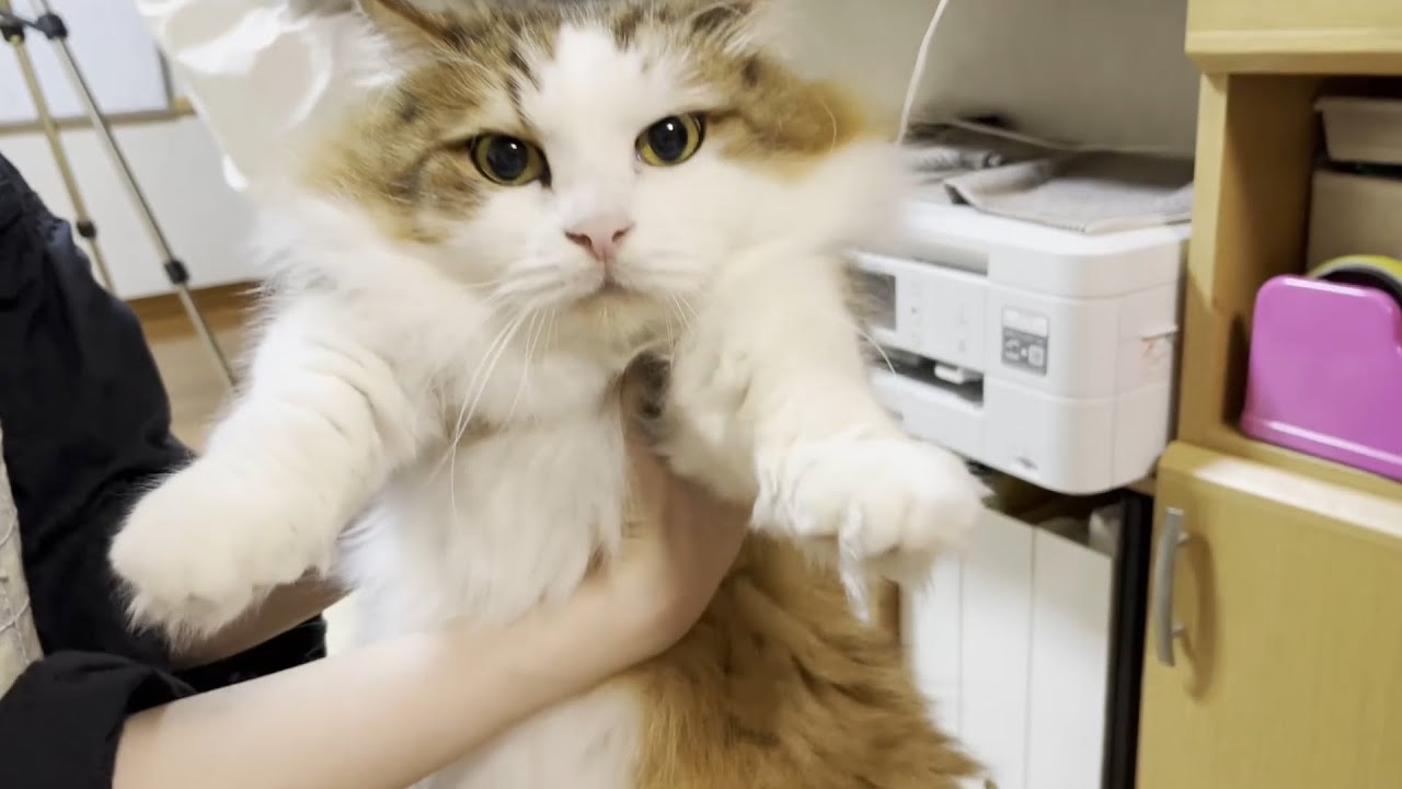 バリカン掃除機の試し刈りで「何ごと？」の顔がかわいい猫