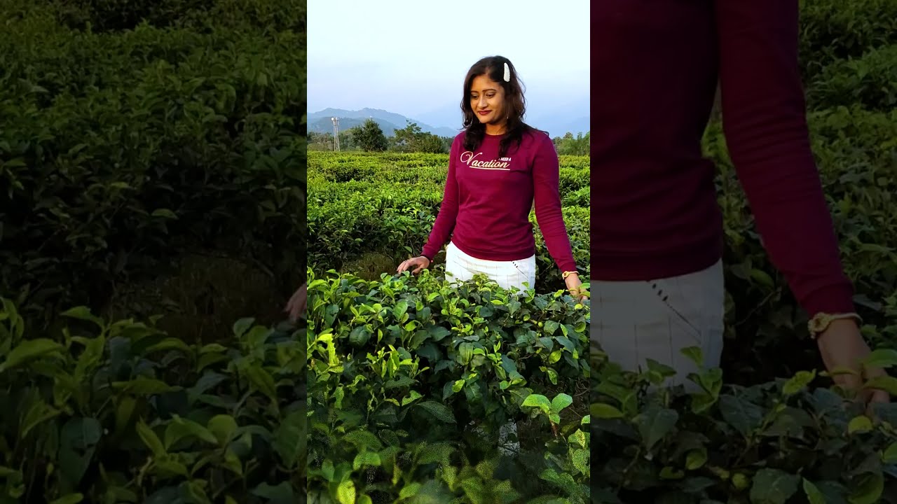 Samsing Tea Garden, Dooars #shorts #ytshorts #fashion #yogagirl #style #travel #wanderlust 💕