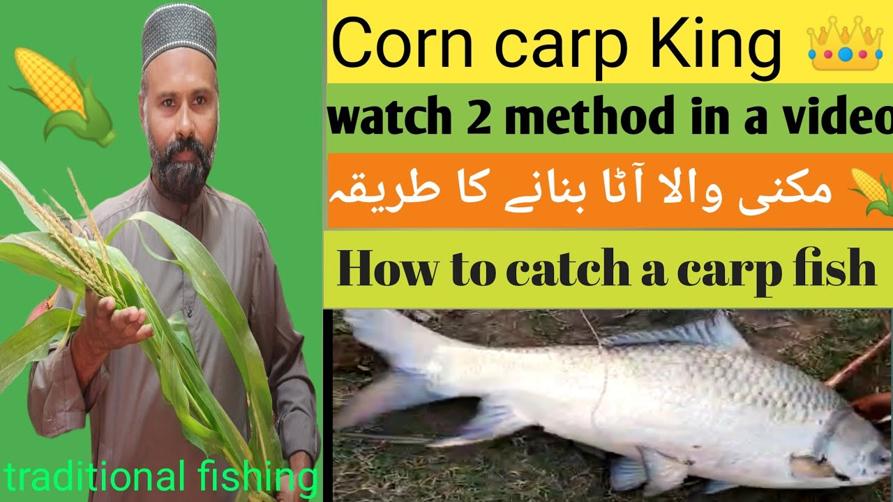 Pakistan river fishing| river chanab fishing|corn King for carp fishing|catla Rahu mirgal fishing