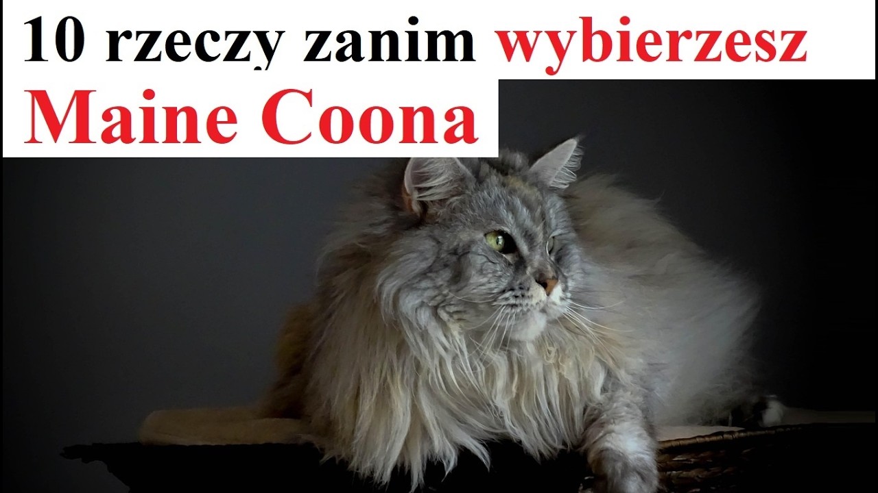 10 rzeczy które Warto Wiedzieć zanim wybierzemy Maine Coona