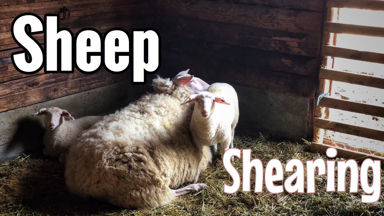Life on the Farm:  Shearing East Friesian Sheep