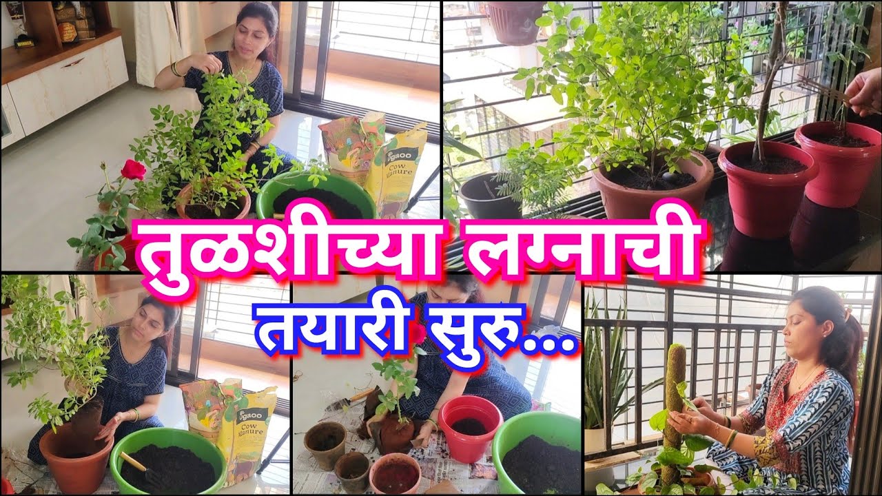 तुळशीच्या लग्नासाठी तुळशीना तयारी करायला घेतली 🌿😍 झाडं हिरवीगार कशी दिसतात 🌿Home garden/Tulsi care❣️