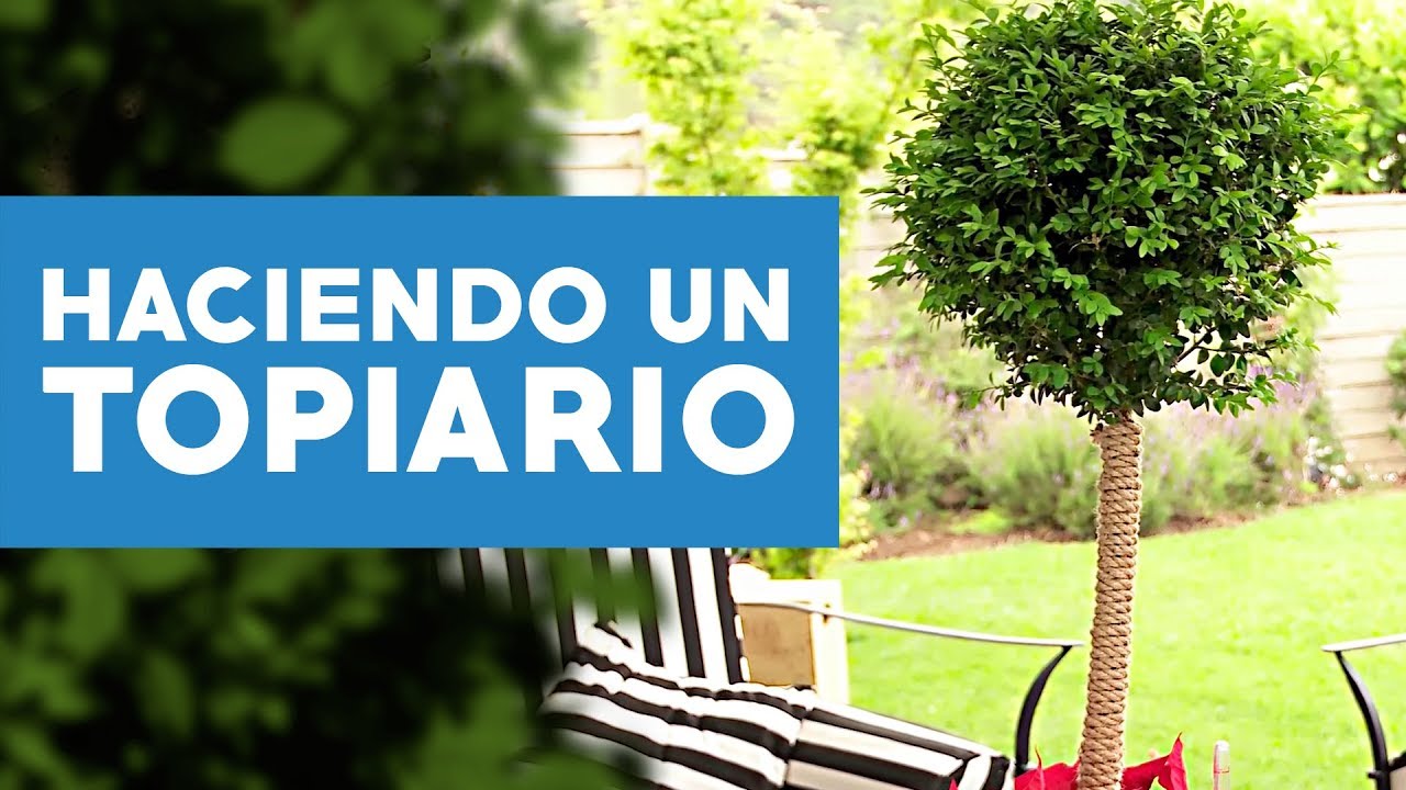 &iquest;C&oacute;mo hacer un topiario?