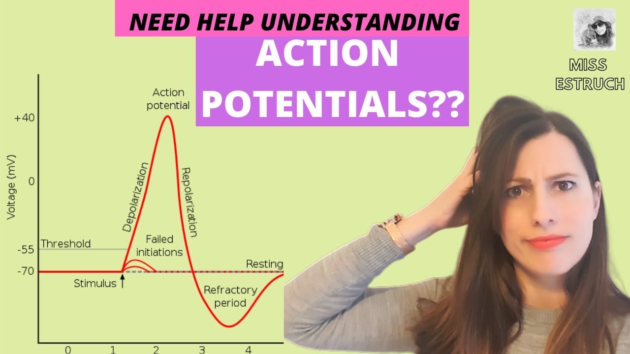 ACTION POTENTIALS: Depolarization and repolarization on an axon, Includes All or nothing principle