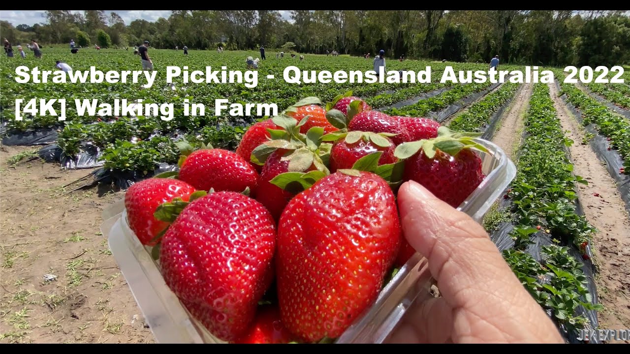 [4K] Strawberry Picking - Queensland Australia | Oct 2022