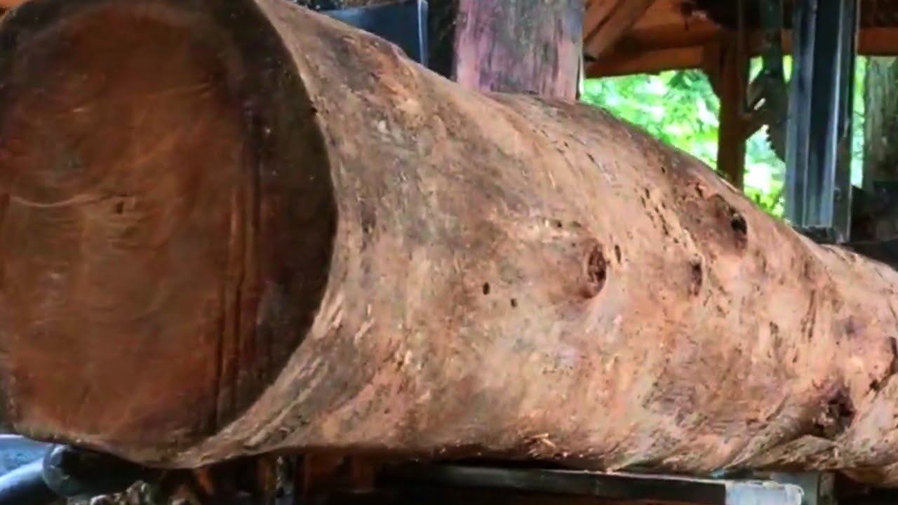 Discovery of rare, beautiful yellow-grained wood at a sawmill 