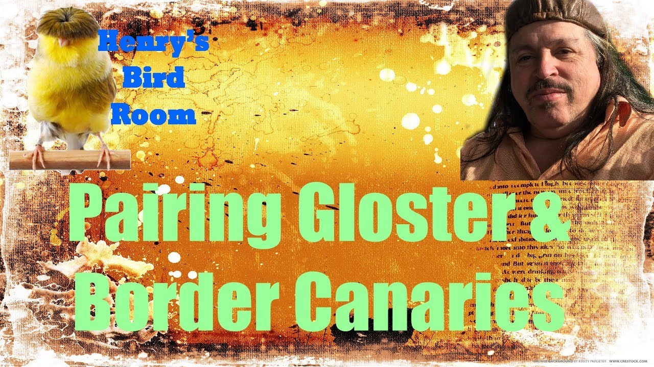 Mating Bronze Half Gloster to White Border Canary | Henry's Bird Room Tips & DIY Info