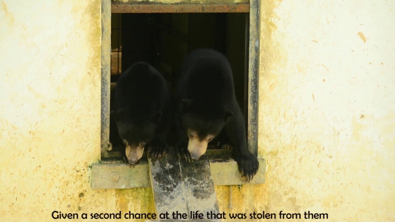 Sun Bear Rescue | The Mission Of The Bornean Sun Bear Conservation Centre | BSBCC