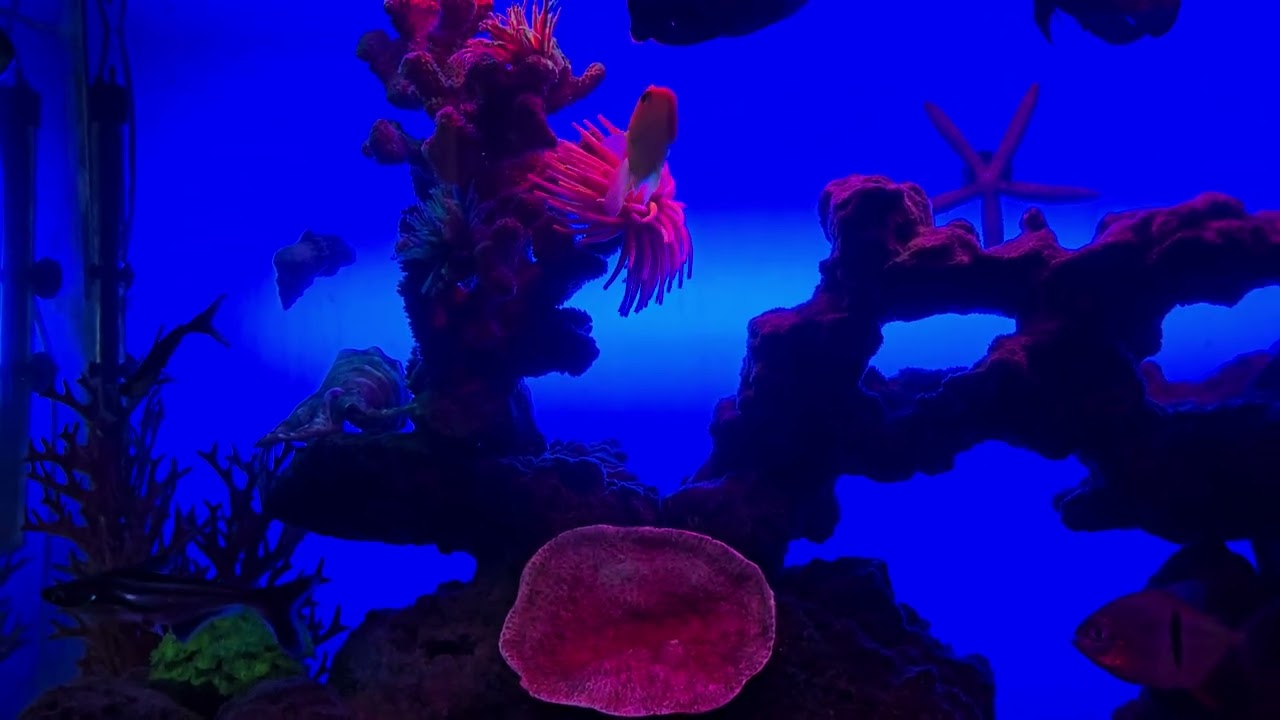 Yossi bartov -- My ciclids aquarium.