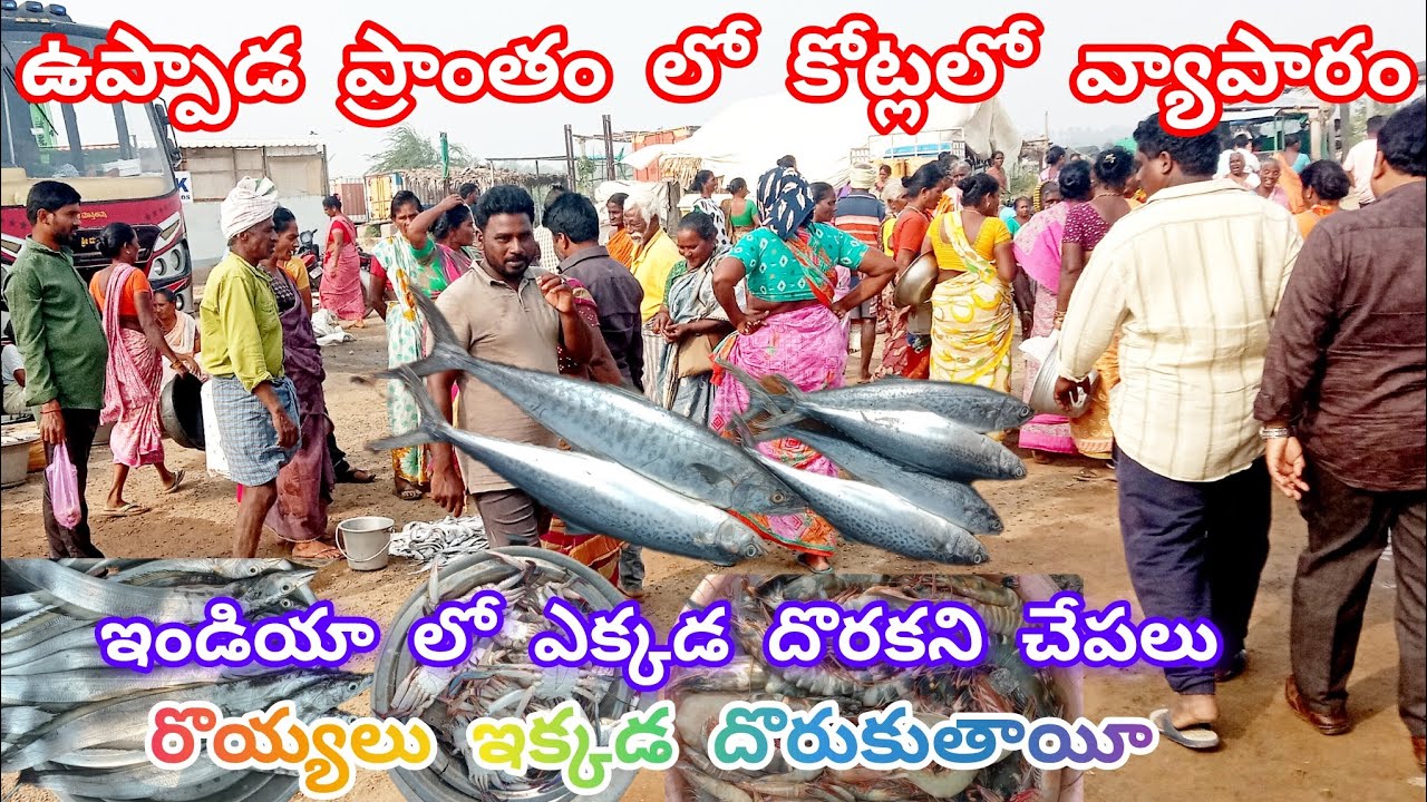 #ఉప్పాడ అరబరా… అసలు కథ ఇదే#ఉప్పాడ ఇందుకు Famous 🐬🦐🦈#konavolgs🦐🐬🦈