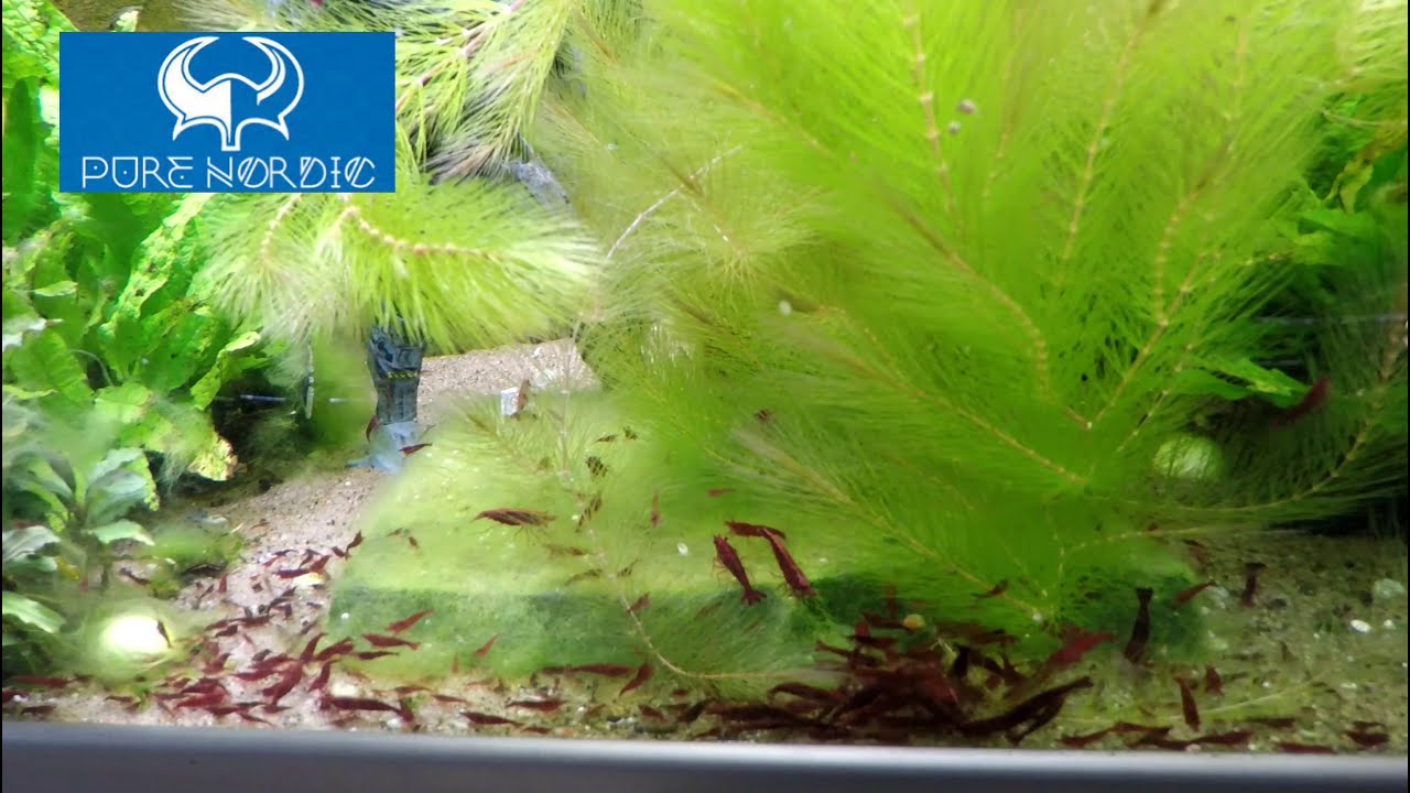 Blue Rili Shrimp Breeding Basics: 7 Essentials That ACTUALLY Matter!