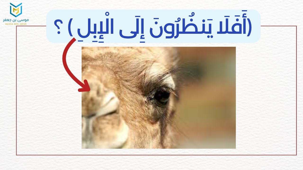 (افلا ينظرون الى الابل كيف خلقت) عجائب خلق الإبل
