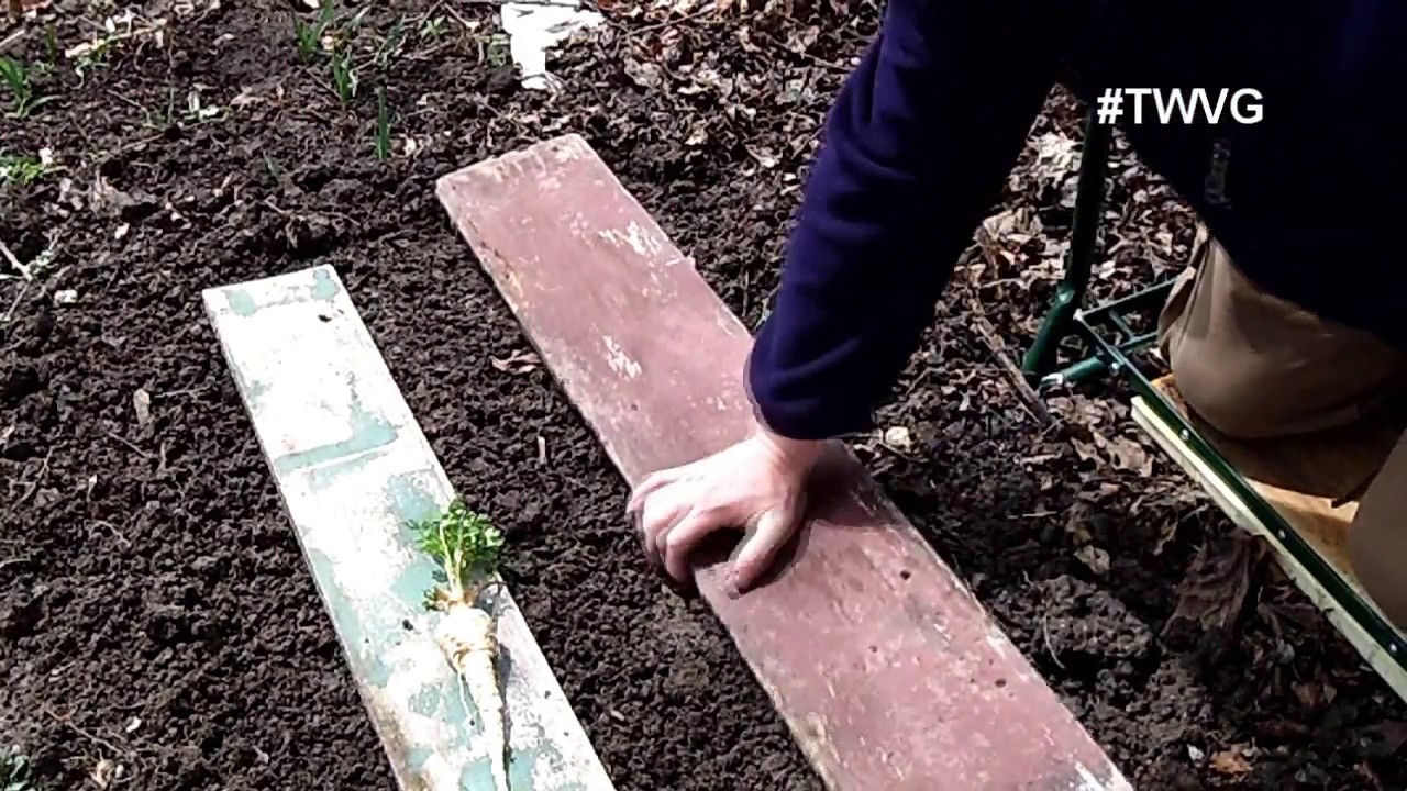 Planting Parsnips and root Parsley under cover Garden Tip The Wisconsin Vegetable Gardener