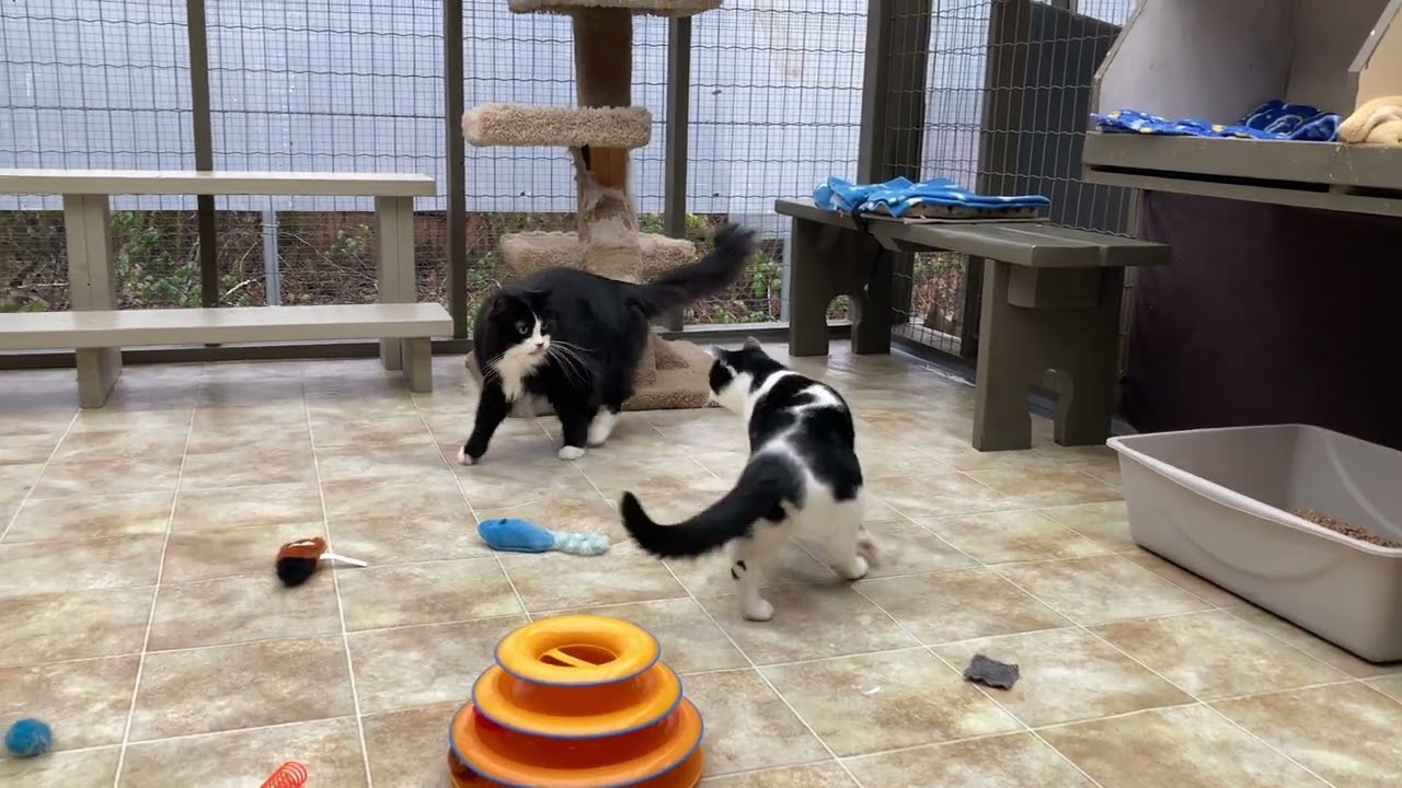George | Kirstie | Weaver | Bueller | Guthrie | Lapin | Herbie | Goodwin @ cat shelter