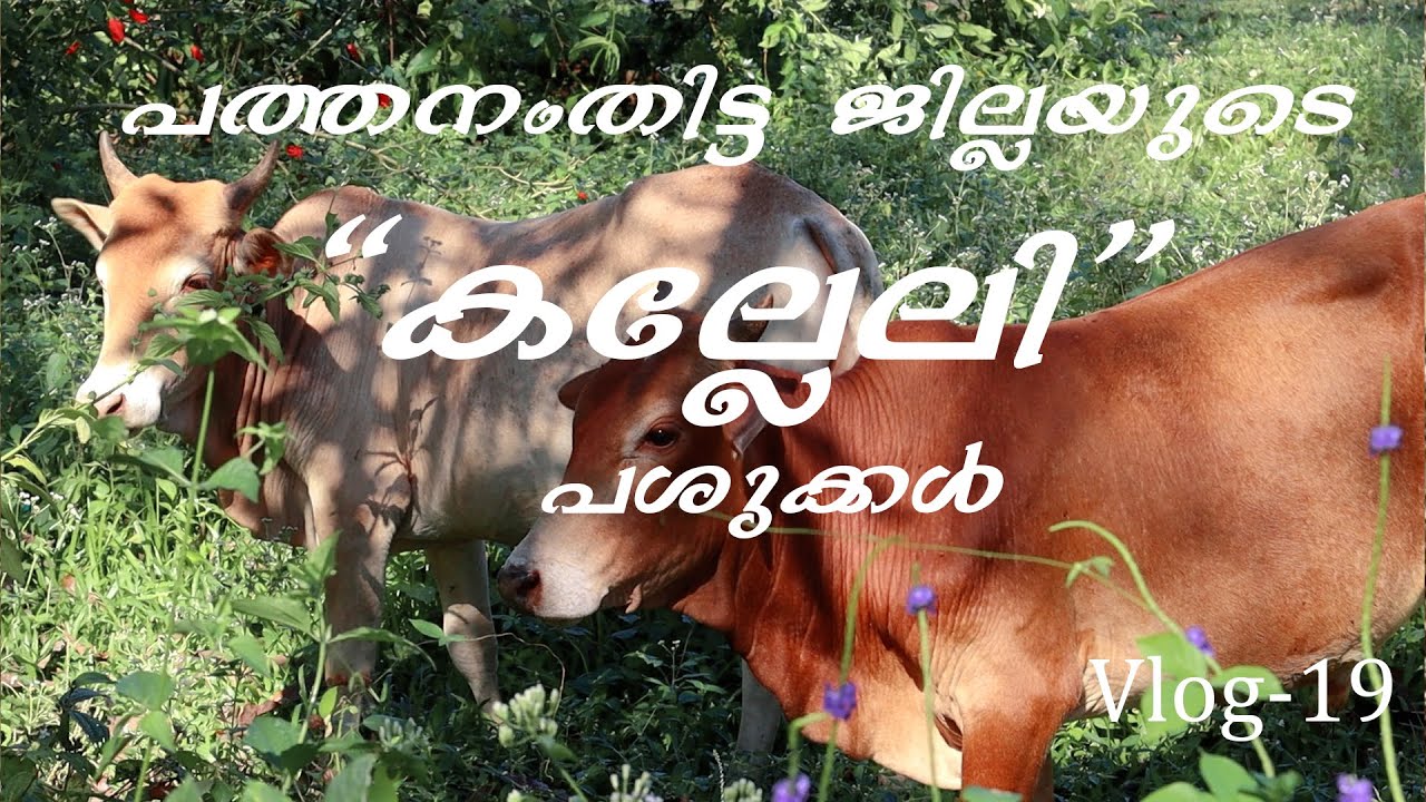 കല്ലേലി എസ്റ്റേറ്റ് പശുക്കൾ || പത്തനംതിട്ട ജില്ല || നാടൻ പശു വളർത്തൽ || Nadan pasu || nadan pashu
